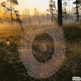 a spider web in a field with pixiz written on the bottom right