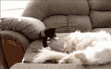Wake Up! GIF - Cat Kitty Kitten GIFs