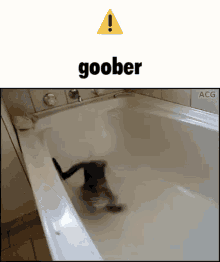 Goober Kitty GIF - Goober Kitty Crazy Cat GIFs