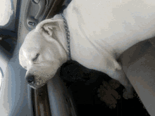 a white dog sleeping in the back seat of a car with its eyes closed