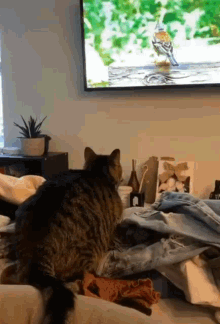 awesome fail cat home tv