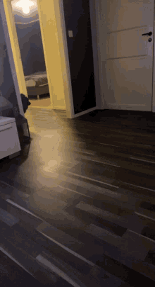 dog vacuum cleaning dog sweep the floor