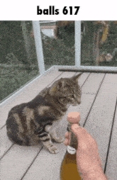a cat sitting on a wooden deck looking at a person opening a bottle