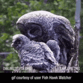 a couple of owls sitting on top of a tree branch