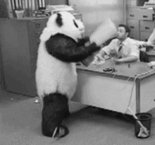 panda rage angry office