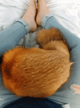 a cat laying on a person 's lap with their feet visible