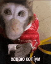 Monkey мавпа GIF - Monkey мавпа зроз GIFs