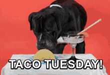 dogs taco