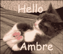 Hello Ambre GIF - Hello Ambre GIFs