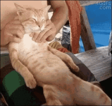 Kitty Massage GIF