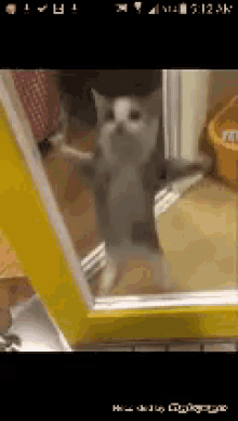 Cat Jumping GIF - Cat Jumping Happy GIFs