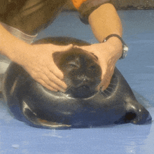 Seal Squish GIF - Seal Squish Baikal GIFs