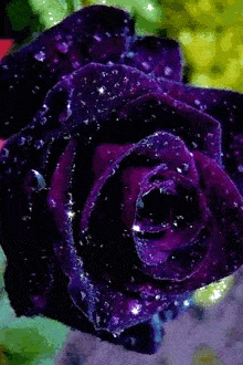 a close up of a purple rose with water drops on the petals