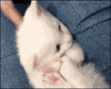 a white kitten is laying on a person 's lap and biting its paw .