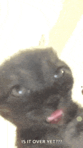 a close up of a cat with its tongue out and the words `` is it over yet ? '' written below it .