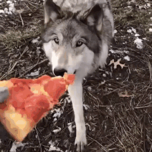 Pizza Wolf GIF - Pizza Wolf Dog GIFs