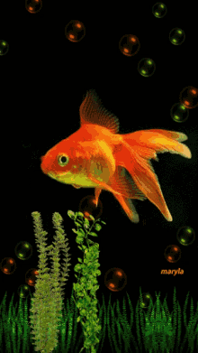 Gold Fish GIF - Gold Fish GIFs