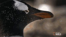 Looking At You World Penguin Day GIF - Looking At You World Penguin Day Penguinpalooza GIFs