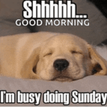 a dog is sleeping on a bed with the words `` shhhh good morning i 'm busy doing sunday ''