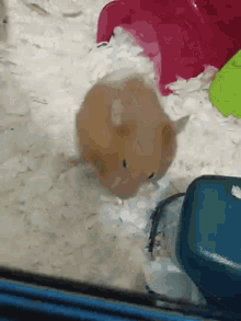 Eating Ass Busted GIF - Eating Ass Busted Hamster GIFs