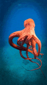 Hoecat Octopus GIF - Hoecat Octopus Trippy GIFs