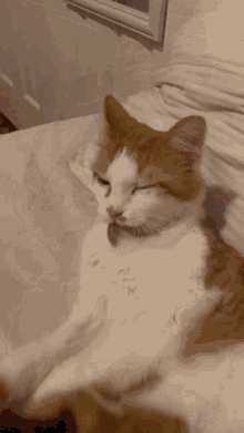 Cat Cat Licking Itself GIF - Cat Cat Licking Itself Cat Licking GIFs