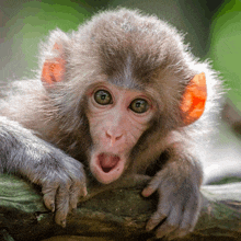 Funny Monkey GIF - Funny Monkey GIFs