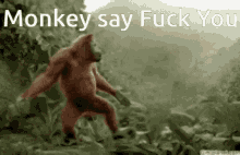 Monkey Say Fuck You GIF - Monkey Say Fuck You GIFs