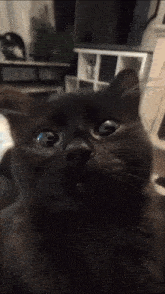 a close up of a black cat 's face with a blurred background