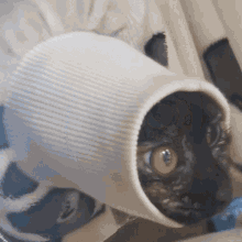 Cat Sleeve GIF - Cat Sleeve GIFs