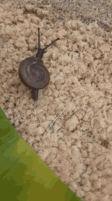Snail Animal GIF - Snail Animal Crawling GIFs