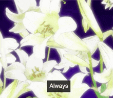 Always Yurikuma GIF - Always Yurikuma GIFs