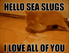 Sea Slug Studios Seaslugstudio GIF - Sea Slug Studios Seaslugstudio GIFs