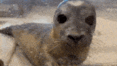 a seal is looking through a glass door at the camera .