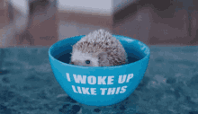 I Woke Up Like This Hedgehog GIF - I Woke Up Like This Hedgehog Cute GIFs