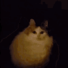 The Cat Who Sold The World GIF - The Cat Who Sold The World GIFs