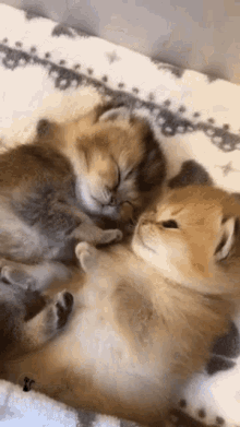 Kittens Cute Kittens GIF - Kittens Cute Kittens Kittens Cuddling GIFs