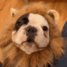Oh My Sweet Lord Jesus Liondog GIF - GIFs