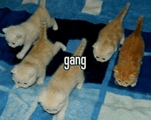 a group of kittens are laying on a blue blanket with the word gang written on the bottom