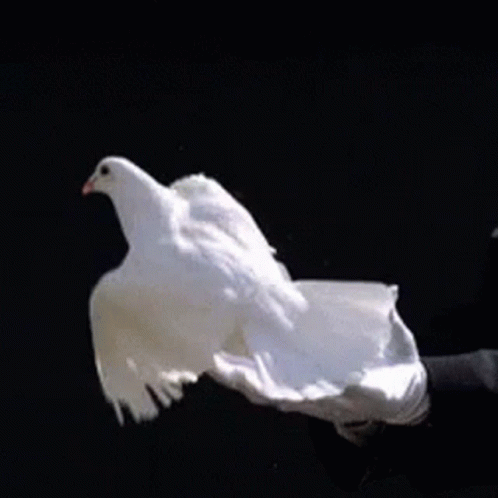 dove-freedom.gif