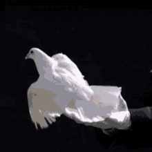 Dove Freedom GIF - Dove Freedom Fly Away GIFs
