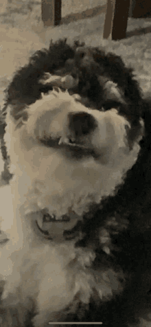 Puppy Angry GIF