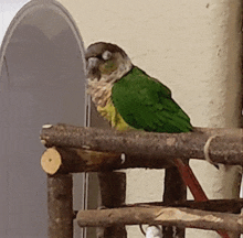 Dancing Parrot Animal GIF