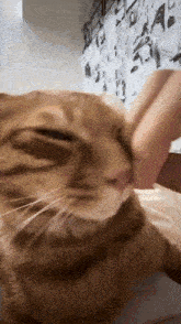 a close up of a cat licking another cat 's face .