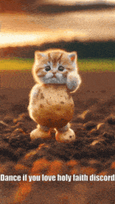 a picture of a cat that looks like a potato with the words dance if you love holy faith discord below it