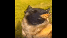 Dog Nose GIF - Dog Nose Butterfly GIFs