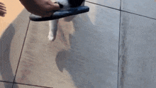 Collie Pup Puppy GIF