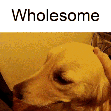 Wholesome Petting Dog GIF - Wholesome Petting Dog Puppy GIFs