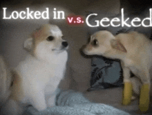 a picture of two dogs with the words locked in vs. geeked
