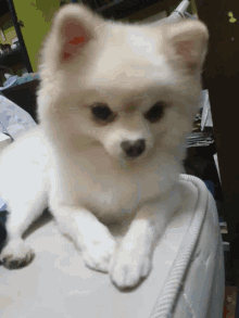 a small white dog is laying on its back on a white mattress